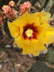 Opuntia macrocentra