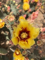 Opuntia macrocentra