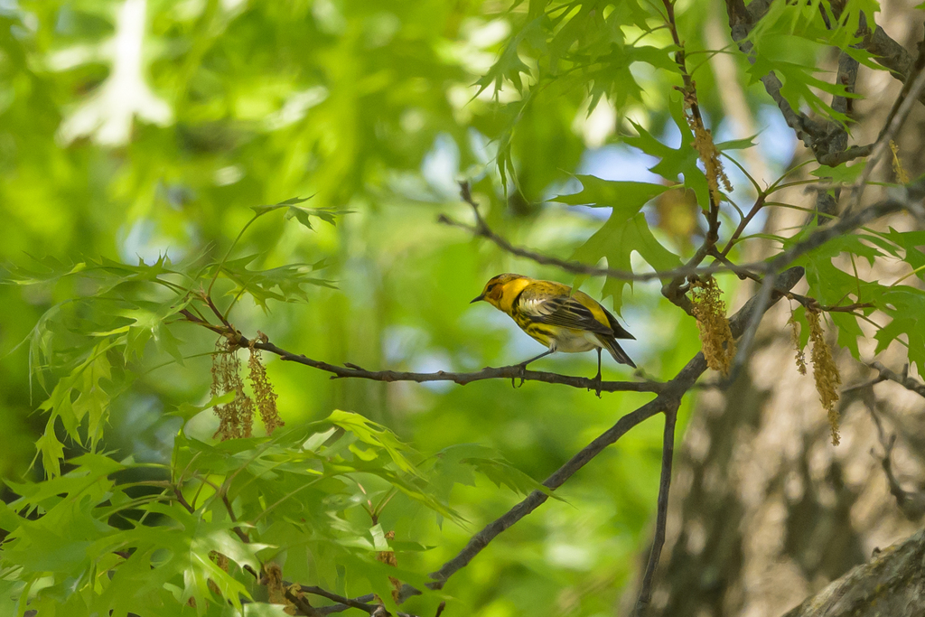 cape-may-warbler-from-silver-spring-md-usa-on-april-28-2024-at-12-35