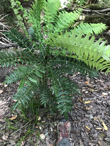 Mahonia oiwakensis