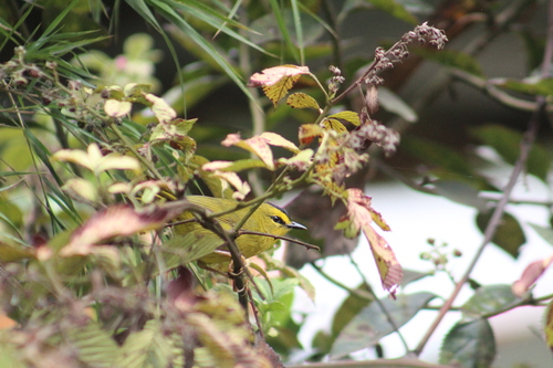 Black-crested Warbler (Myiothlypis nigrocristata), photo 9