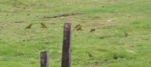Andean Siskin (Spinus spinescens), photo 10