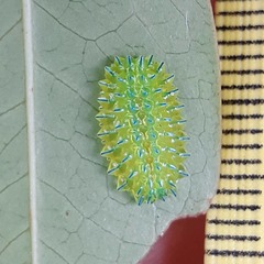 Dalceridae