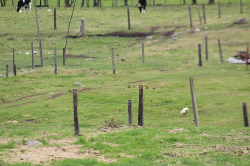 Andean Siskin (Spinus spinescens), photo 9