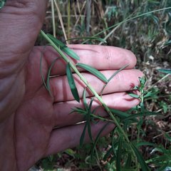 Euphorbia esuliformis