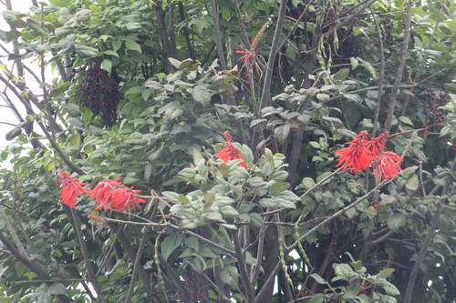 Erythrina rubrinervia, photograph 5