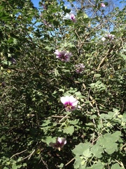 Malva subovata bicolor