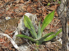 Agave kewensis