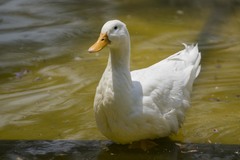 Anas platyrhynchos domesticus