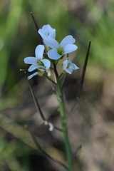 Cardamine penduliflora