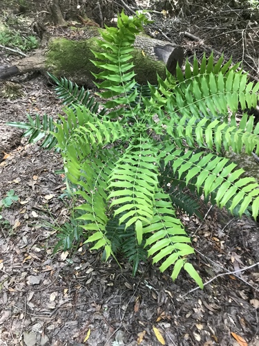 Mahonia oiwakensis