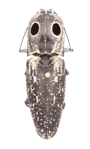 Eastern Eyed Click Beetle photo 4