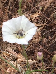 Diadasia bituberculata