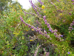 Trichostema lanatum