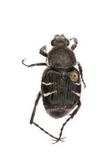 Trichiotinus texanus