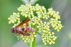 Polistes apachus texanus