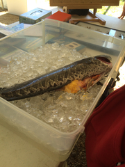 Channa argus