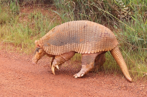 Giant Armadillo (Priodontes maximus), listed as Vulnerable on the IUCN Red List