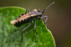 Spartocera alternata