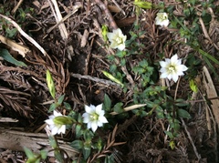 Gentiana flavomaculata
