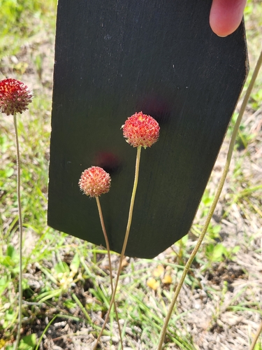 Image of Gaillardia suavis by (c) Jo Roberts, some rights reserved (CC BY)