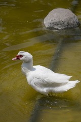 Cairina moschata domestica