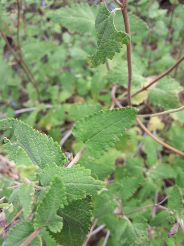 Image of Salvia cuspidata by no rights reserved