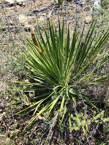 Image of Yucca reverchonii by (c) Jo Roberts, some rights reserved (CC BY)