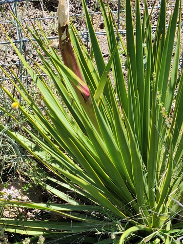 Image of Yucca reverchonii by (c) Jo Roberts, some rights reserved (CC BY)