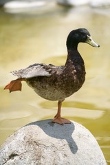 Anas platyrhynchos domesticus