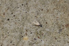 Leptosteges parthenialis