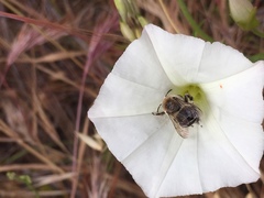 Diadasia bituberculata