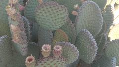 Opuntia microdasys
