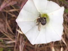 Diadasia bituberculata