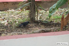 Melanotis caerulescens