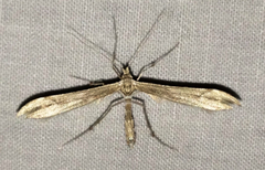 Oidaematophorus