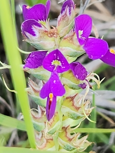 Image of Dalea lasiathera by (c) Jo Roberts, some rights reserved (CC BY)