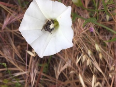 Diadasia bituberculata