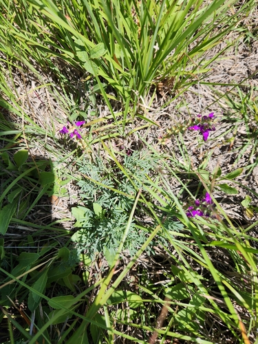 Image of Dalea lasiathera by (c) Jo Roberts, some rights reserved (CC BY)