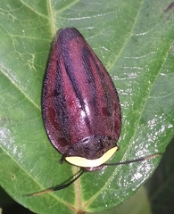 Rochaina metae