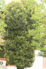 Syzygium myrtifolium