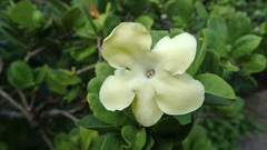 Brunfelsia americana
