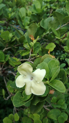 Brunfelsia americana