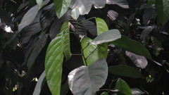 Caryodendron orinocense