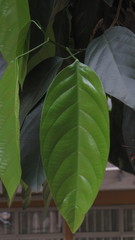 Caryodendron orinocense