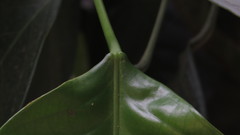 Caryodendron orinocense