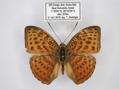 Bebearia zonara