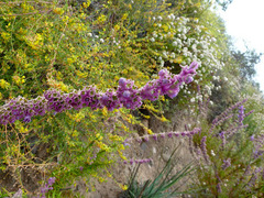 Trichostema lanatum