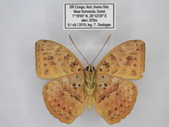Bebearia zonara