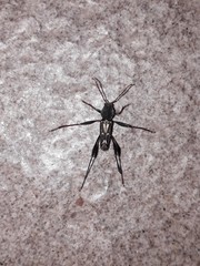 Neoclytus ypsilon